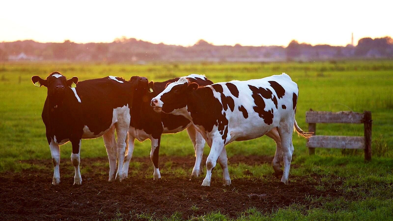 Cattle Farming