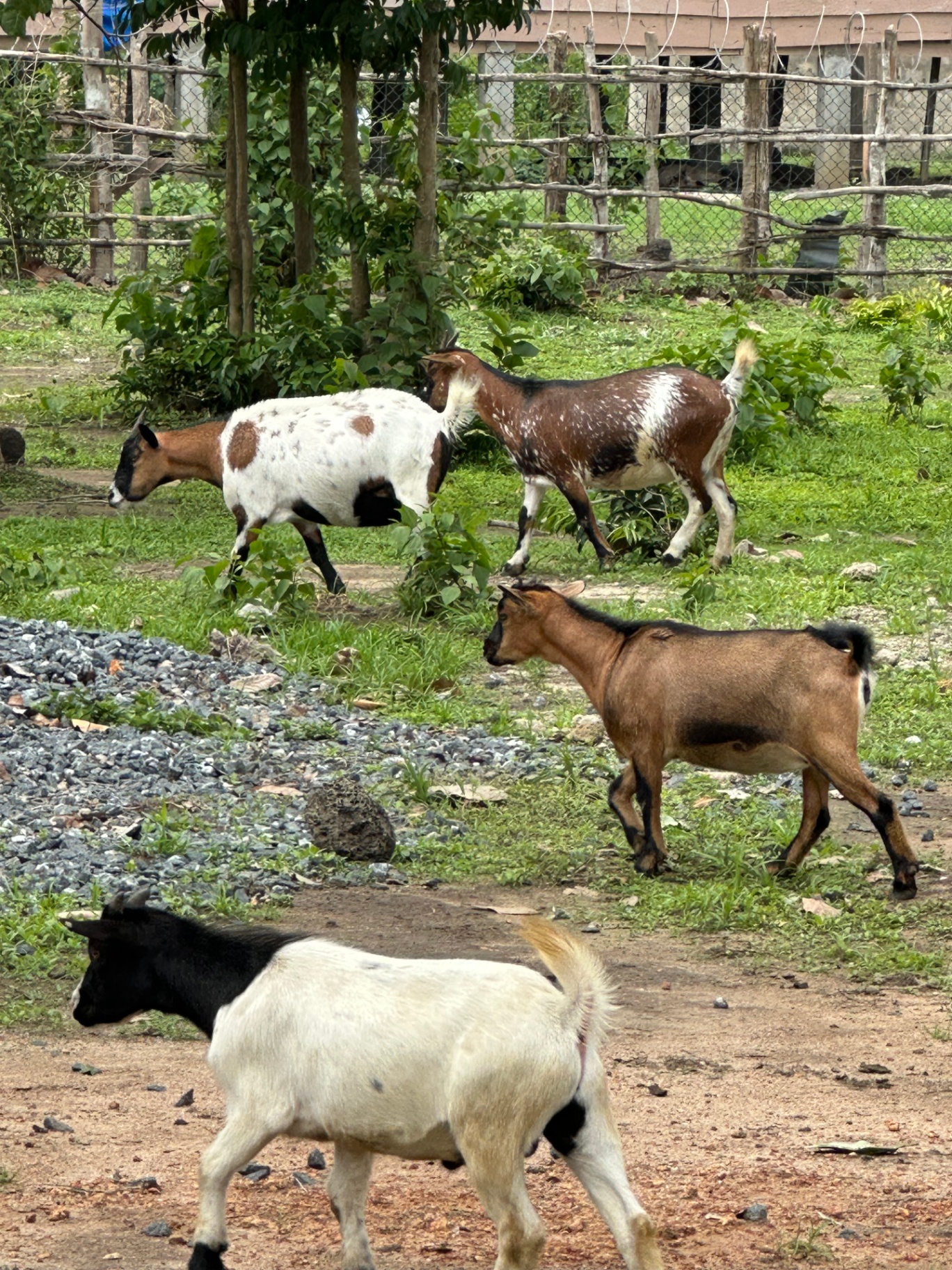 Community Livestock