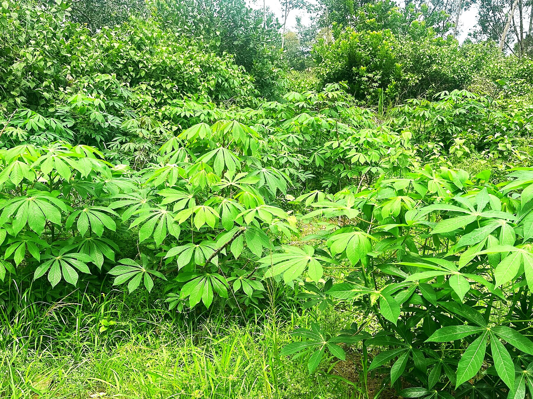 Cassava plot in full leaf