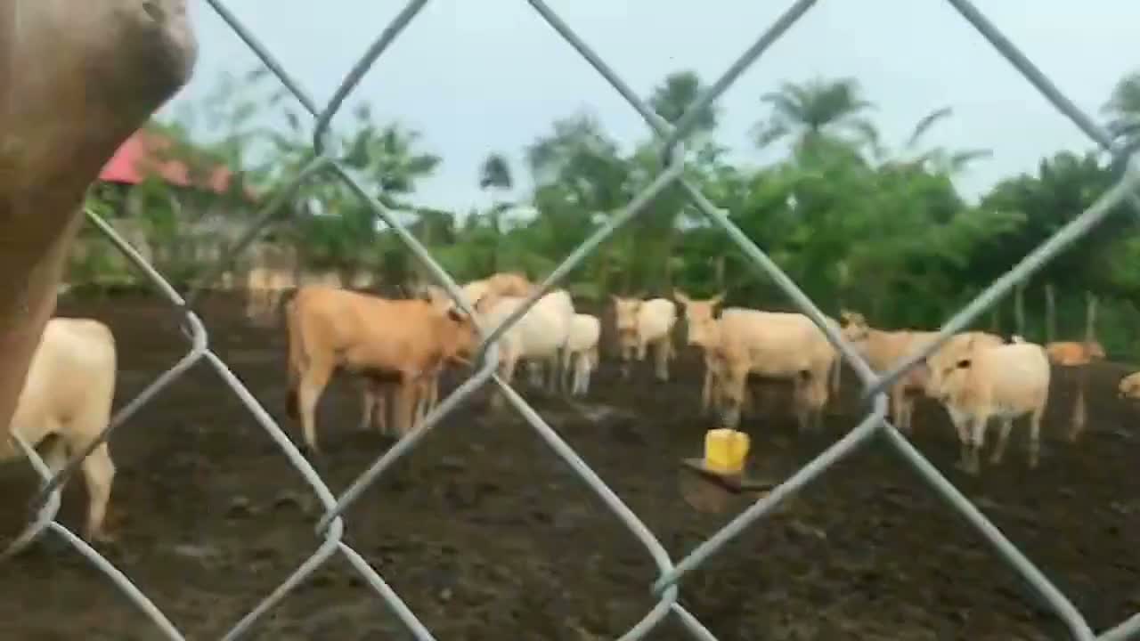 Around the farm — wide tour