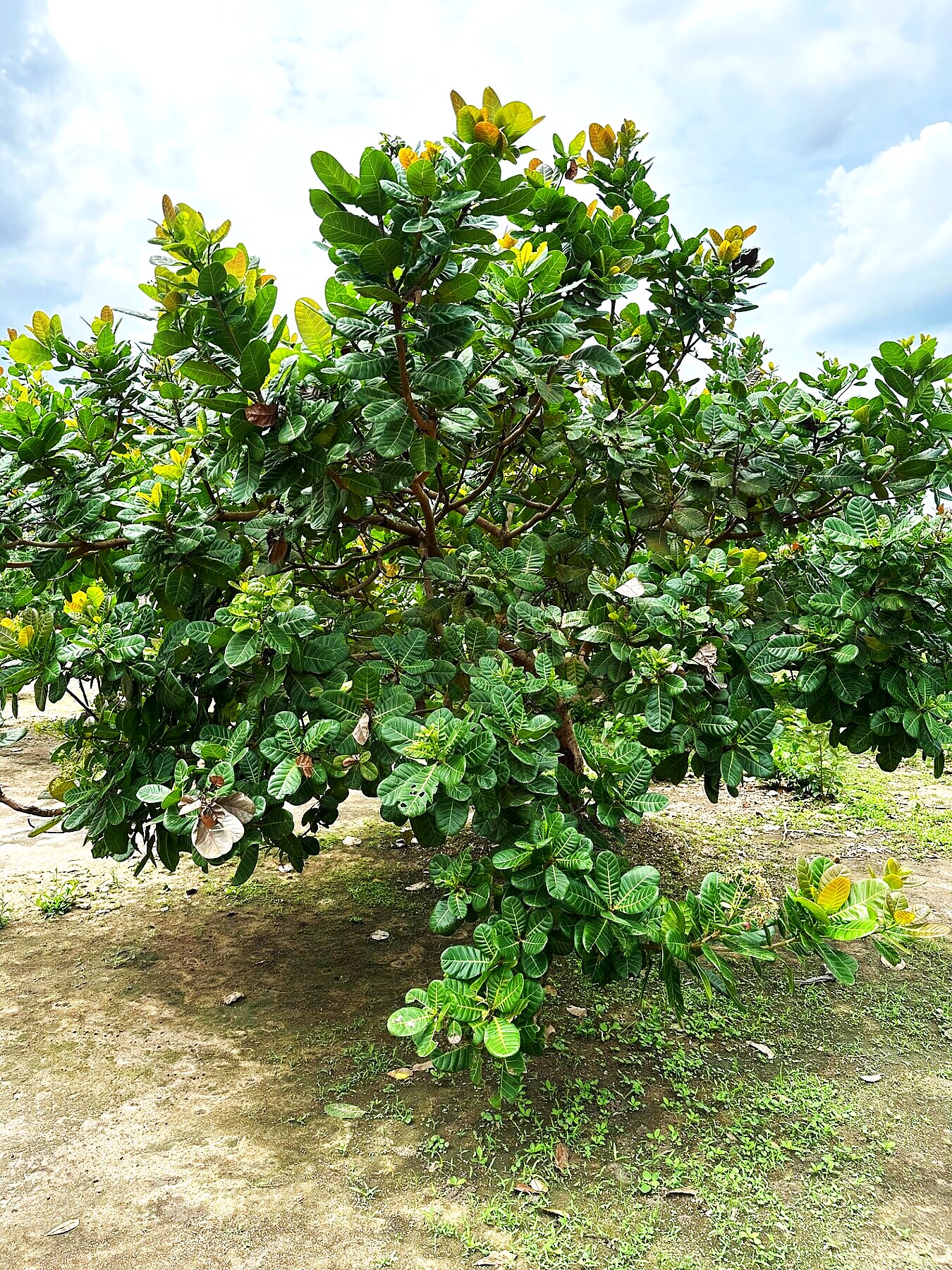 Mature cashew tree on the agroforestry plot