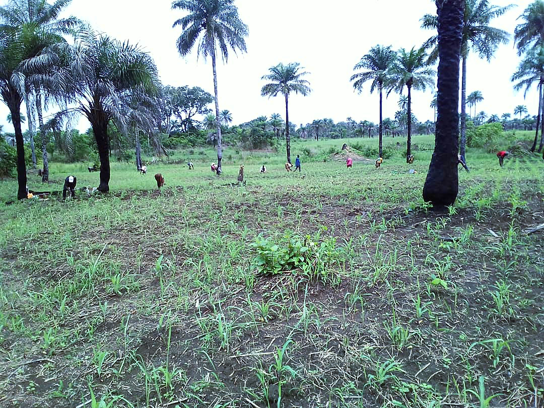 Community workers tending the land