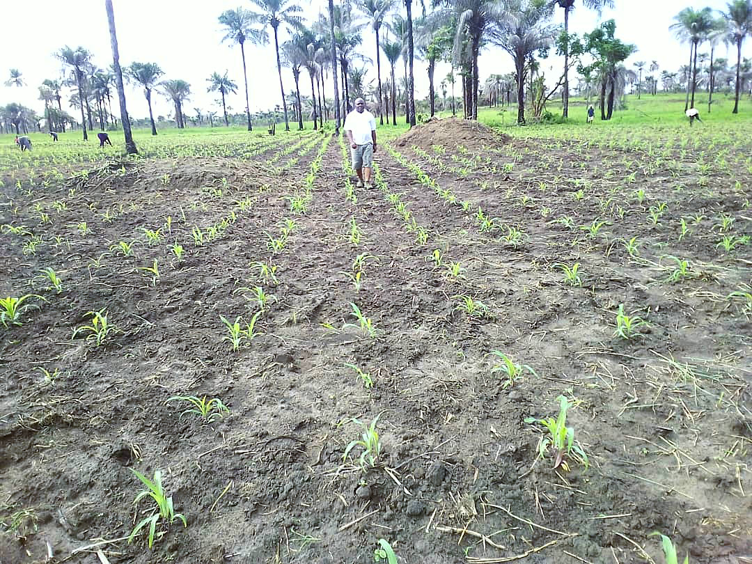 Young maize rising on prepared rows
